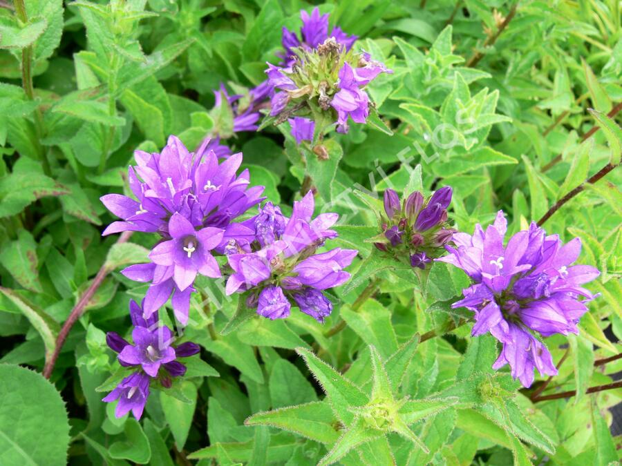 Zvonek klubkatý 'Acaulis' - Campanula glomerata 'Acaulis'