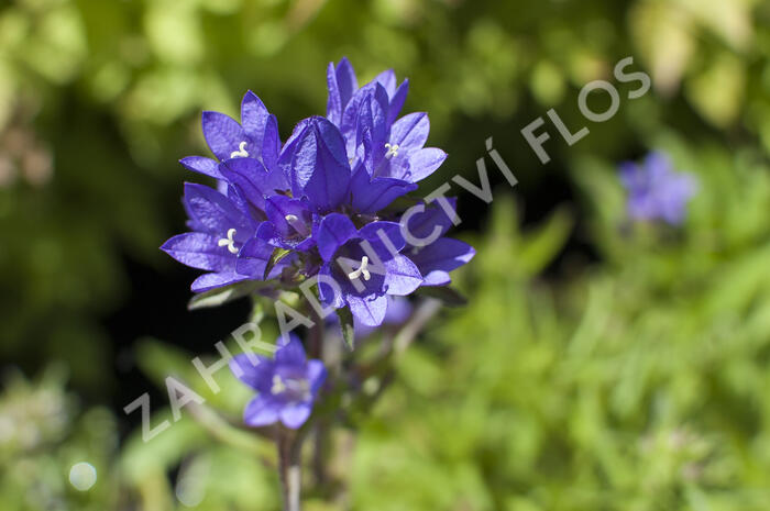 Zvonek klubkatý 'Acaulis' - Campanula glomerata 'Acaulis'