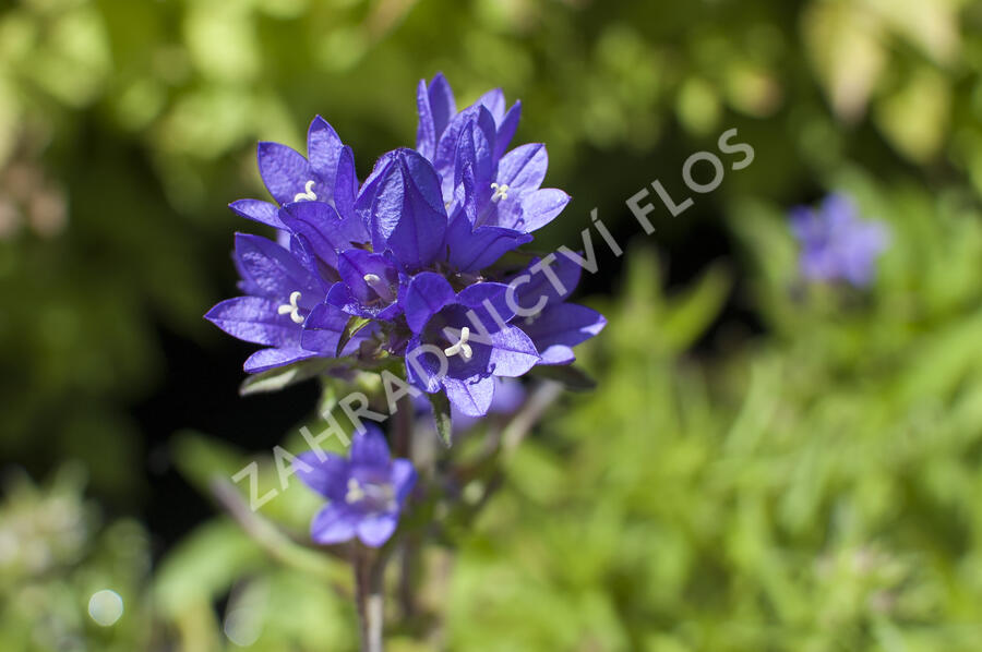 Zvonek klubkatý 'Acaulis' - Campanula glomerata 'Acaulis'