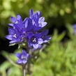 Zvonek klubkatý 'Acaulis' - Campanula glomerata 'Acaulis'