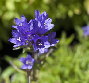 Zvonek klubkatý 'Acaulis' - Campanula glomerata 'Acaulis'