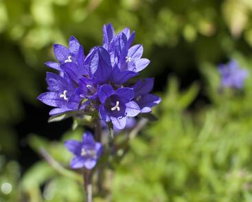 Zvonek klubkatý 'Acaulis'