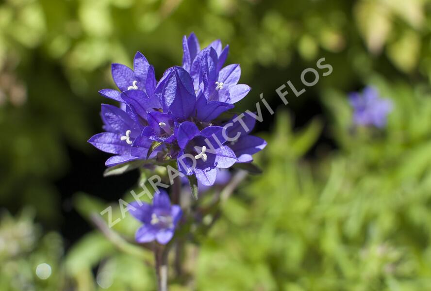 Zvonek klubkatý 'Acaulis' - Campanula glomerata 'Acaulis'