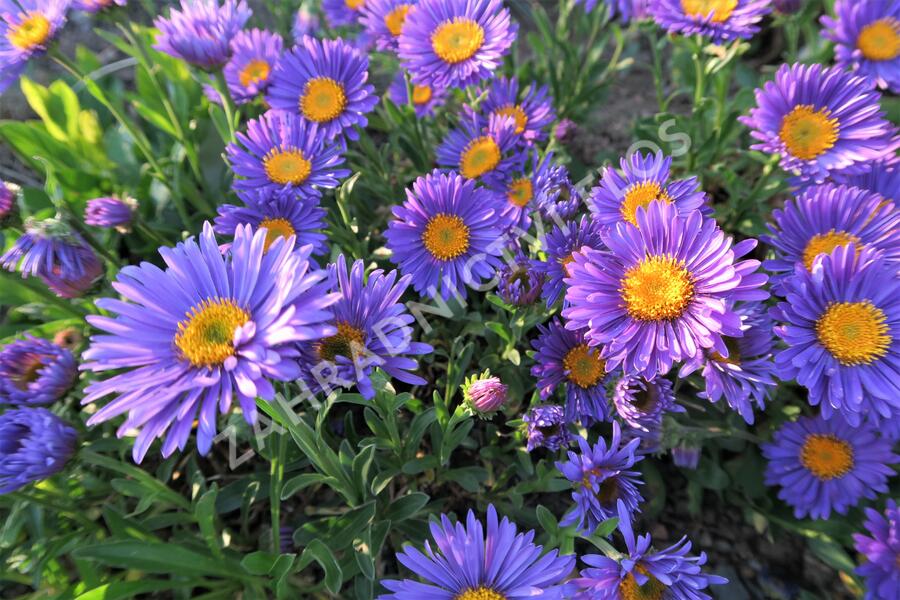 Hvězdnice alpská 'Dunkle Schöne' - Aster alpinus 'Dunkle Schöne'