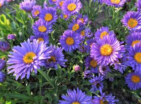 Hvězdnice alpská 'Dunkle Schöne' - Aster alpinus 'Dunkle Schöne'