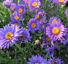 Hvězdnice alpská 'Dunkle Schöne' - Aster alpinus 'Dunkle Schöne'