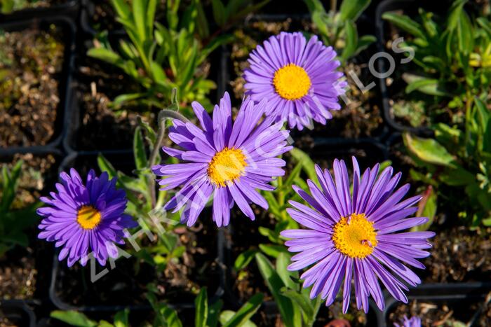 Hvězdnice alpská 'Dunkle Schöne' - Aster alpinus 'Dunkle Schöne'