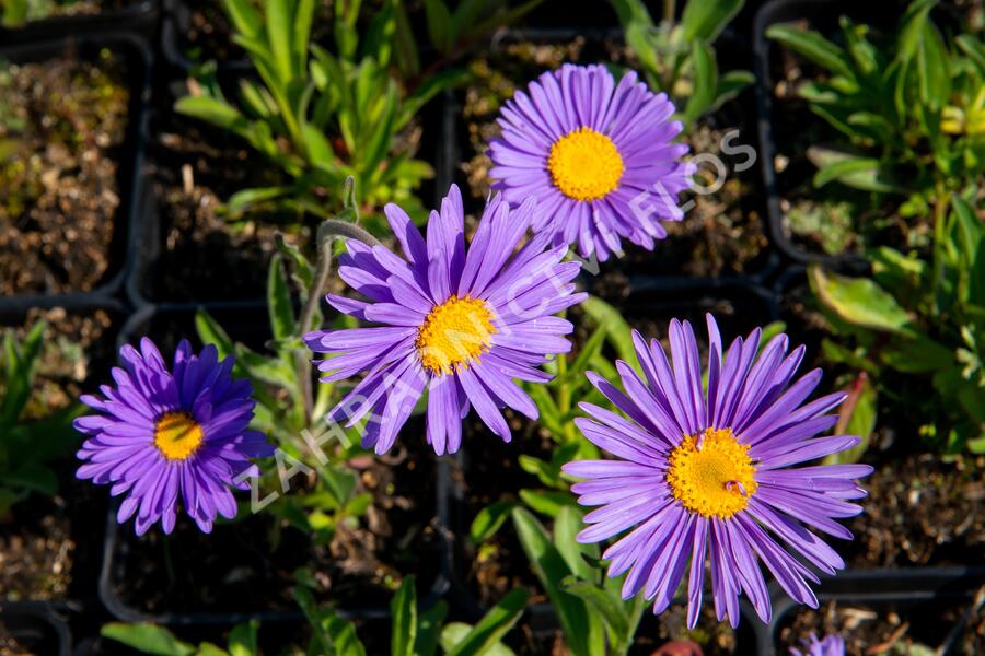 Hvězdnice alpská 'Dunkle Schöne' - Aster alpinus 'Dunkle Schöne'