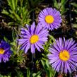 Hvězdnice alpská 'Dunkle Schöne' - Aster alpinus 'Dunkle Schöne'