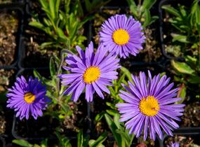Hvězdnice alpská 'Dunkle Schöne' - Aster alpinus 'Dunkle Schöne'