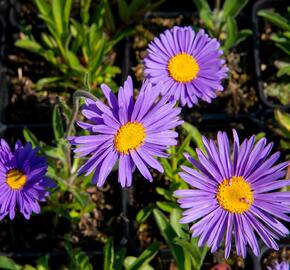 Hvězdnice alpská 'Dunkle Schöne' - Aster alpinus 'Dunkle Schöne'