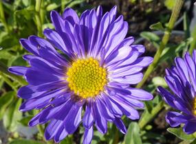 Hvězdnice alpská 'Dunkle Schöne' - Aster alpinus 'Dunkle Schöne'