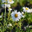 Hvězdnice alpská 'Weisse Schöne' - Aster alpinus 'Weisse Schöne'