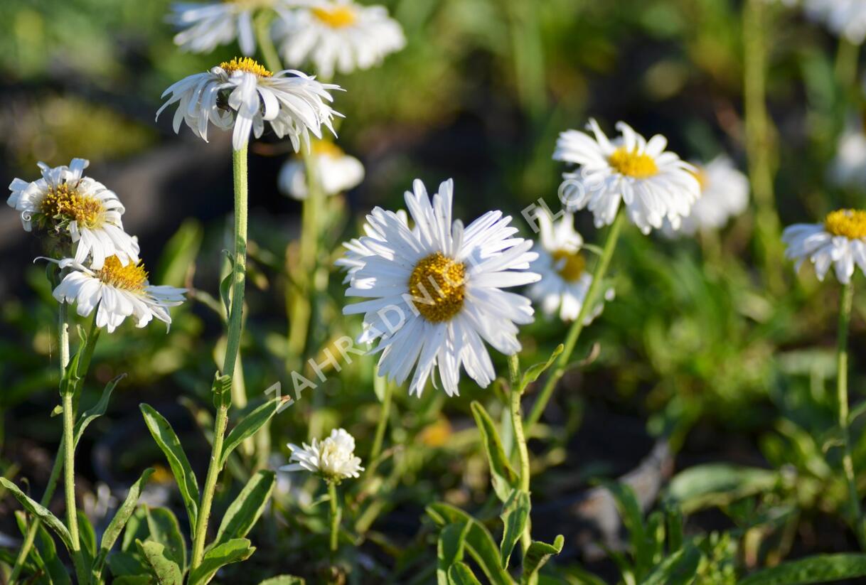 Hvězdnice alpská 'Weisse Schöne' - Aster alpinus 'Weisse Schöne'