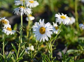 Hvězdnice alpská 'Weisse Schöne' - Aster alpinus 'Weisse Schöne'