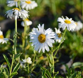 Hvězdnice alpská 'Weisse Schöne' - Aster alpinus 'Weisse Schöne'