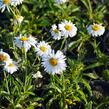 Hvězdnice alpská 'Weisse Schöne' - Aster alpinus 'Weisse Schöne'