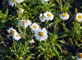Hvězdnice alpská 'Weisse Schöne' - Aster alpinus 'Weisse Schöne'