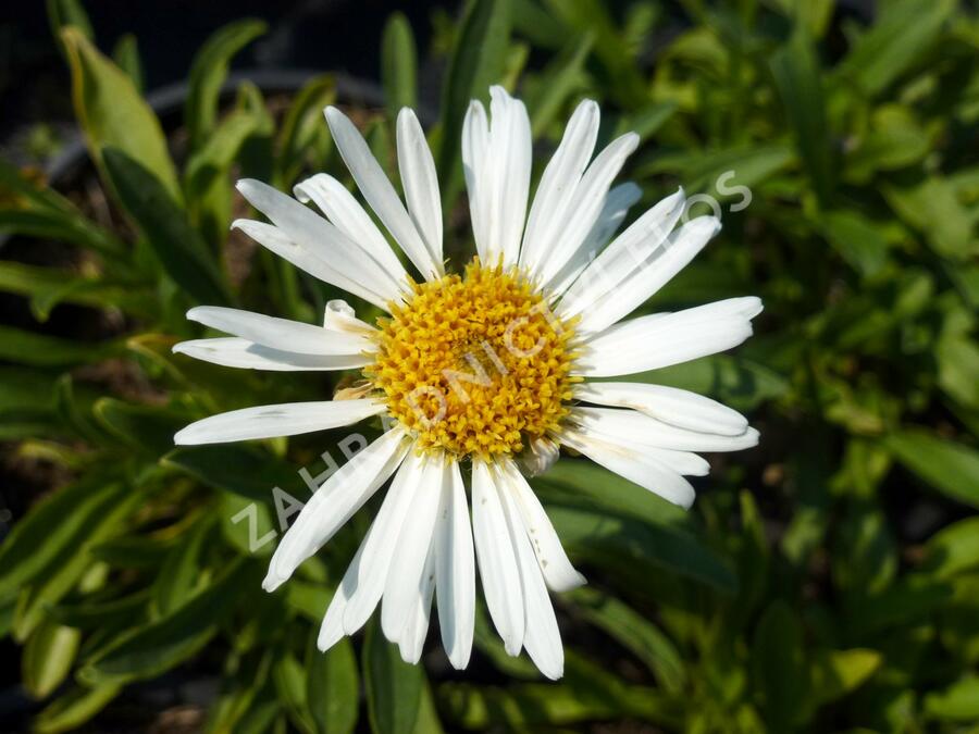 Hvězdnice alpská 'Weisse Schöne' - Aster alpinus 'Weisse Schöne'