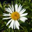 Hvězdnice alpská 'Weisse Schöne' - Aster alpinus 'Weisse Schöne'