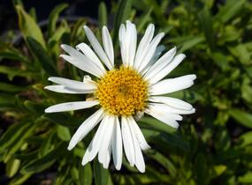 Hvězdnice alpská 'Weisse Schöne' - Aster alpinus 'Weisse Schöne'