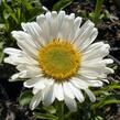 Hvězdnice alpská 'Weisse Schöne' - Aster alpinus 'Weisse Schöne'