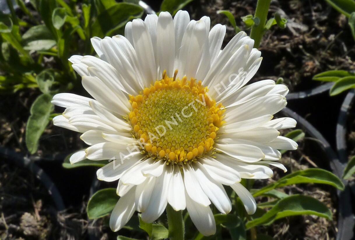 Hvězdnice alpská 'Weisse Schöne' - Aster alpinus 'Weisse Schöne'
