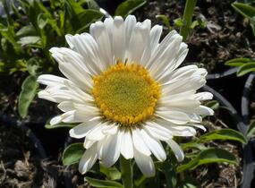 Hvězdnice alpská 'Weisse Schöne' - Aster alpinus 'Weisse Schöne'