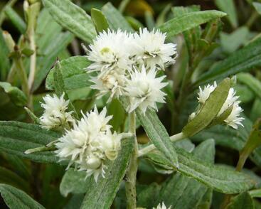 Plesnivka trojžilná