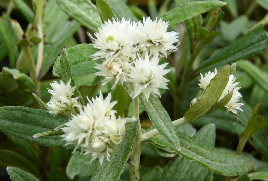 Plesnivka trojžilná - Anaphalis triplinervis