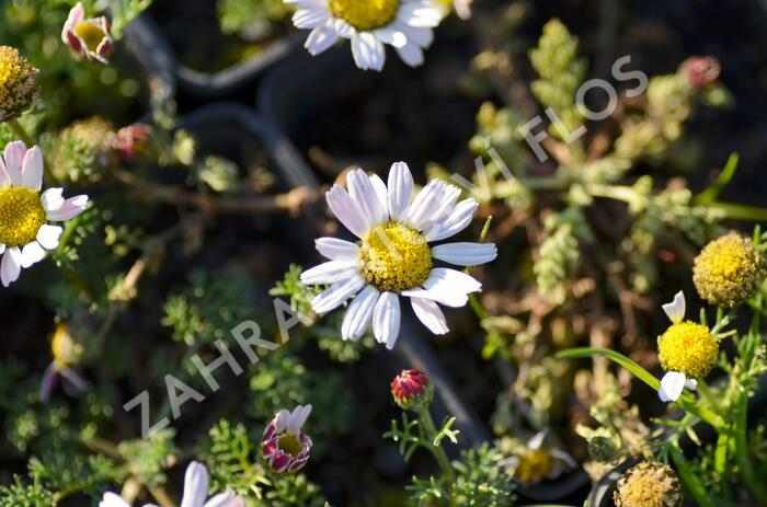 Kruhovník 'Silberkissen' - Anacyclus pyrethrum var. depressus 'Silberkissen'