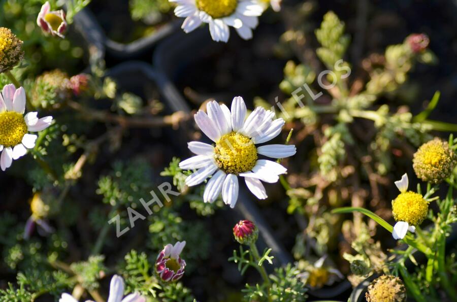 Kruhovník 'Silberkissen' - Anacyclus pyrethrum var. depressus 'Silberkissen'