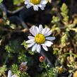 Kruhovník 'Silberkissen' - Anacyclus pyrethrum var. depressus 'Silberkissen'