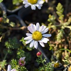 Kruhovník 'Silberkissen' - Anacyclus pyrethrum var. depressus 'Silberkissen'