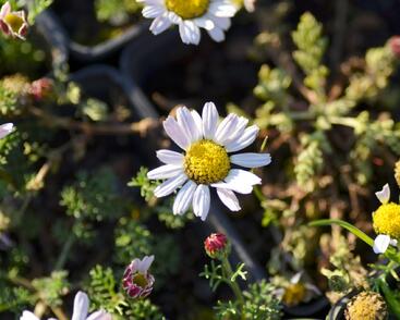 Kruhovník 'Silberkissen'