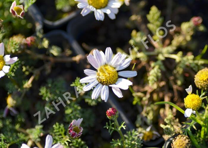 Kruhovník 'Silberkissen' - Anacyclus pyrethrum var. depressus 'Silberkissen'