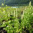 Agastache svraskalá 'Alba' - Agastache rugosa 'Alba'