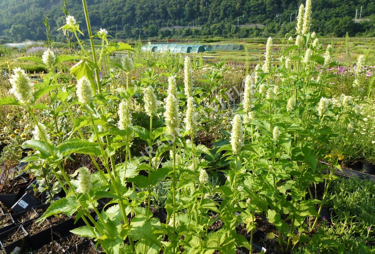 Agastache svraskalá 'Alba' - Agastache rugosa 'Alba'