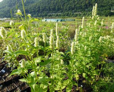 Agastache svraskalá 'Alba'