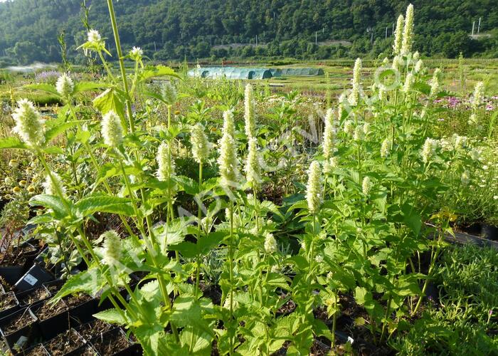 Agastache svraskalá 'Alba' - Agastache rugosa 'Alba'