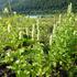 agastache-svraskala-alba.jpg