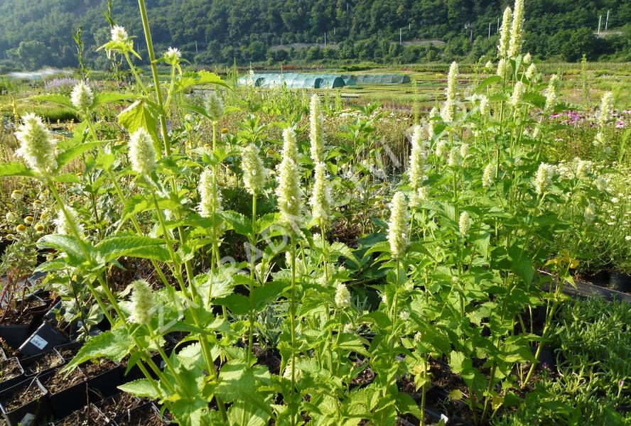 Agastache svraskalá 'Alba' - Agastache rugosa 'Alba'