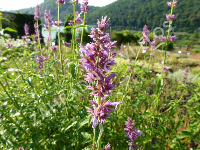 Agastache mexická 'Sangria' - Agastache mexicana 'Sangria'