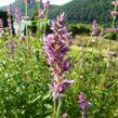 Agastache mexická 'Sangria' - Agastache mexicana 'Sangria'