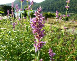 Agastache mexická 'Sangria'