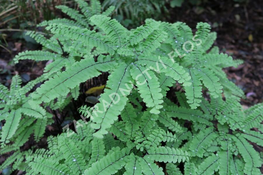 Netík znožený - Adiantum pedatum