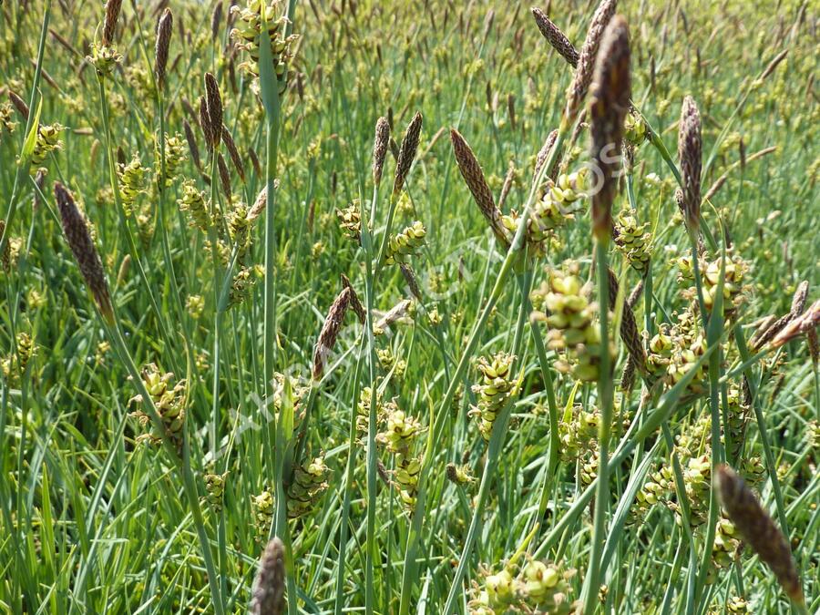 Ostřice vyvýšená 'Bowles Golden' - Carex elata 'Bowles Golden'