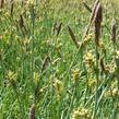 Ostřice vyvýšená 'Bowles Golden' - Carex elata 'Bowles Golden'