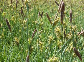 Ostřice vyvýšená 'Bowles Golden' - Carex elata 'Bowles Golden'