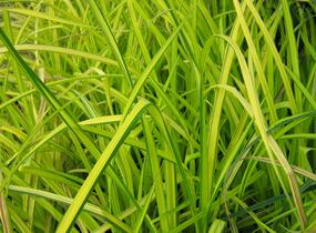 Ostřice vyvýšená 'Bowles Golden' - Carex elata 'Bowles Golden'